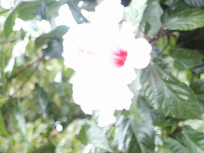 PICT0296.JPG - Flower Garden